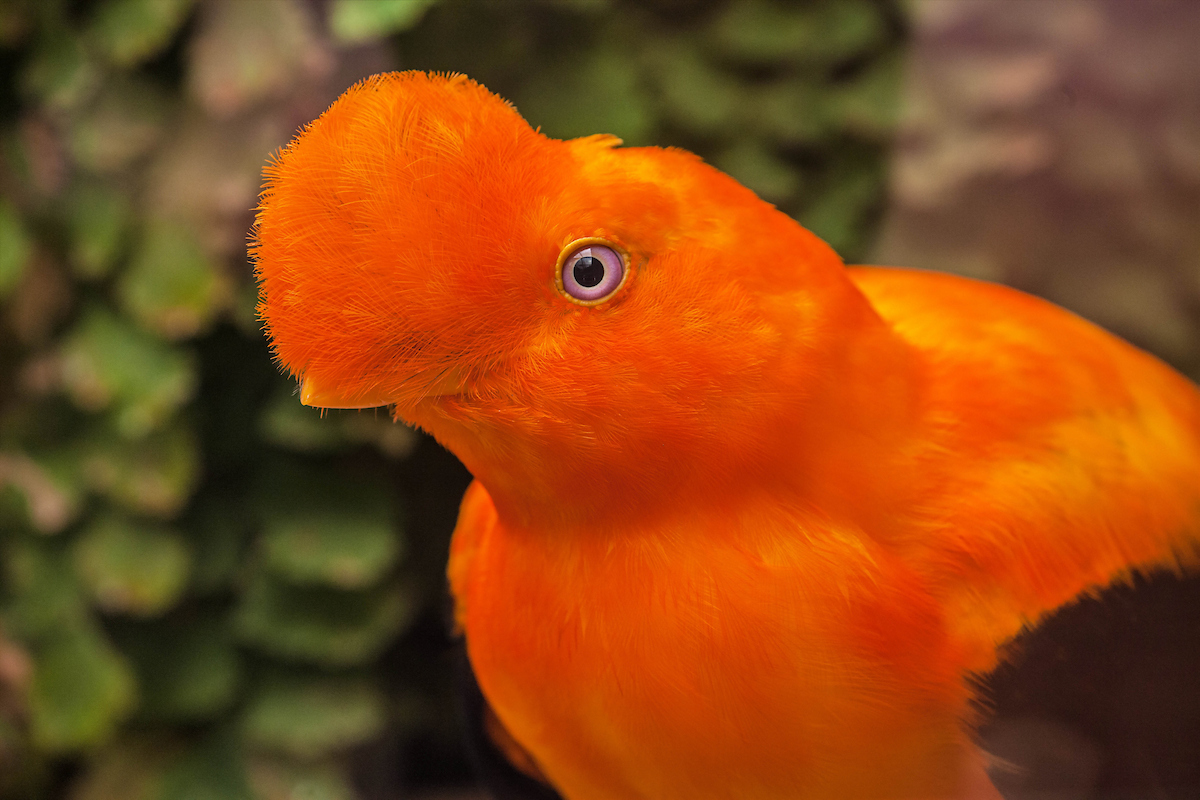Coq of the Rock