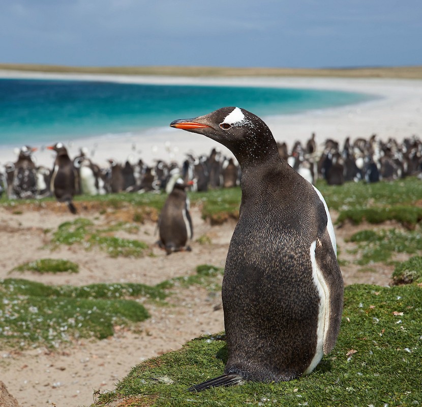 Penguin on Bleaker Island, The Falklands