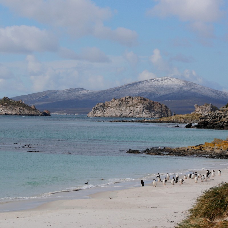 Carcass Island, Falklands
