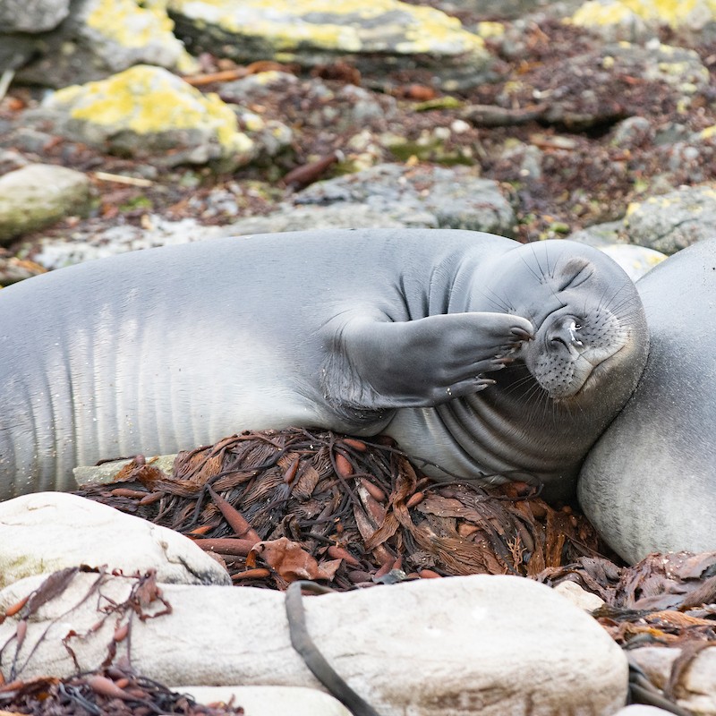 Elephant Seals on Sea Lion Island 