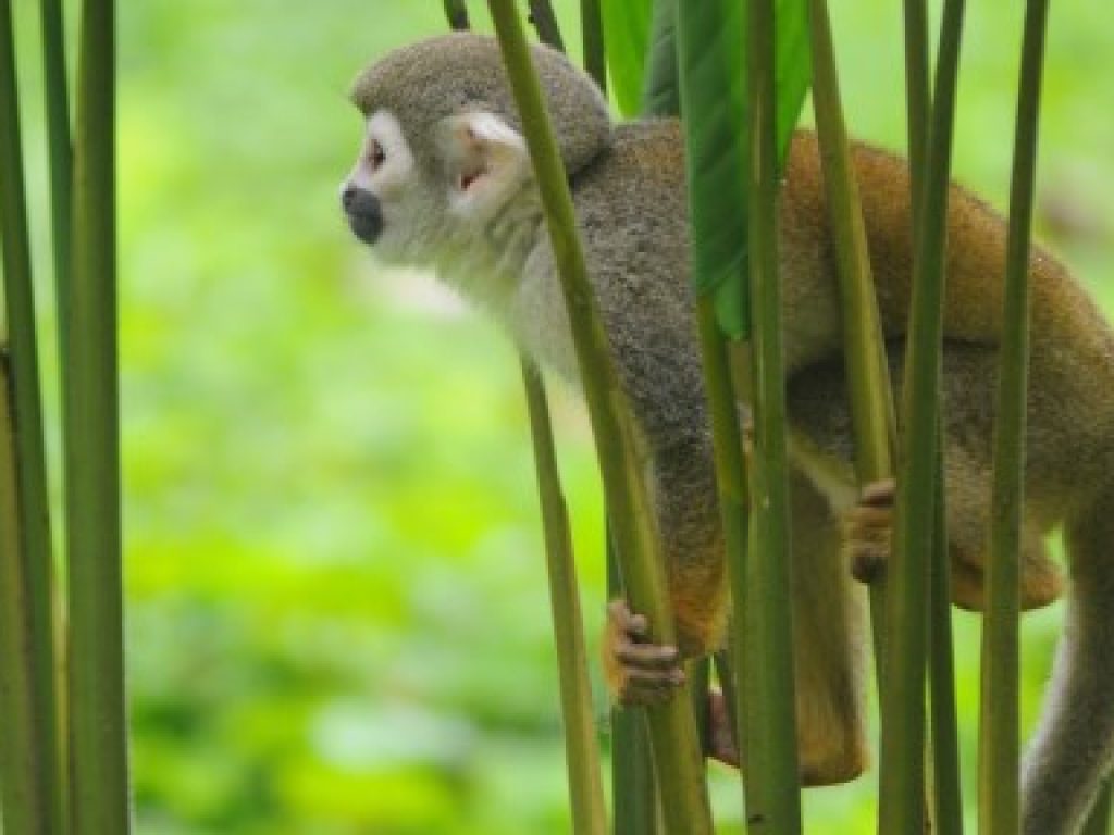 ECU_squirrelmonkey_iStock12814550_freewithcredit