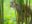 ECU_squirrelmonkey_iStock12814550_freewithcredit