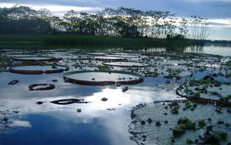 aqua-peru-iquitos-free-teb