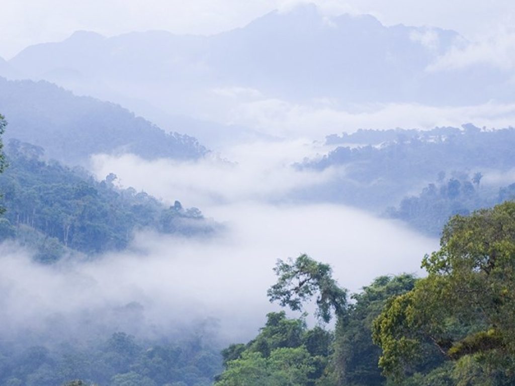mindo-ecu-mindocloudforest-free-istock-117148605-2-banner