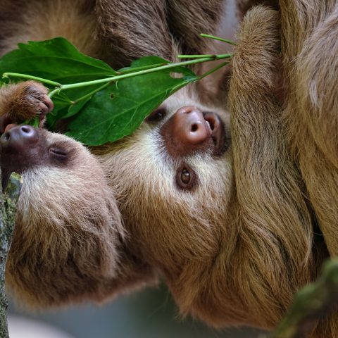 Sloth in Costa Rica