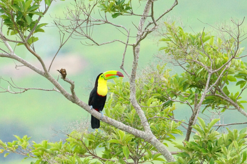 Toucan in Costa Rica