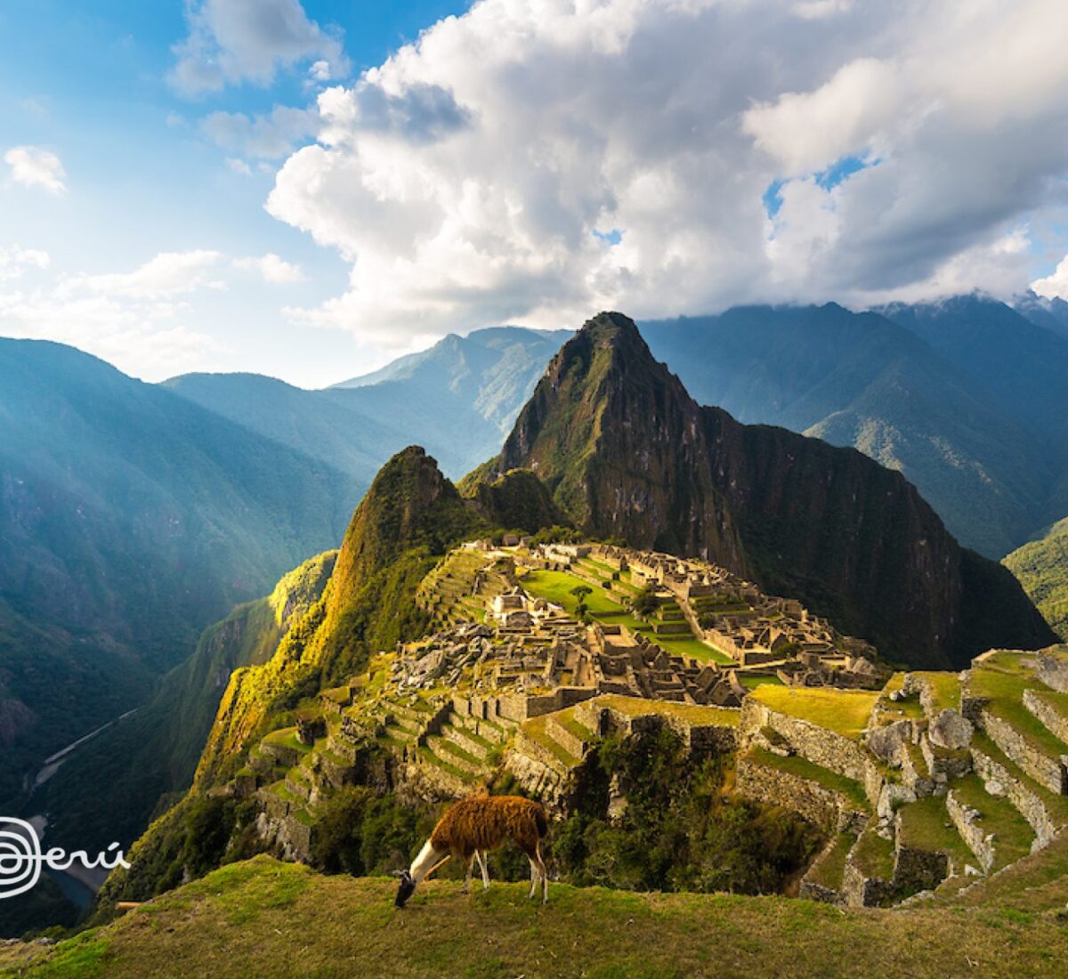 A llama grazing in front of Machu Picchu