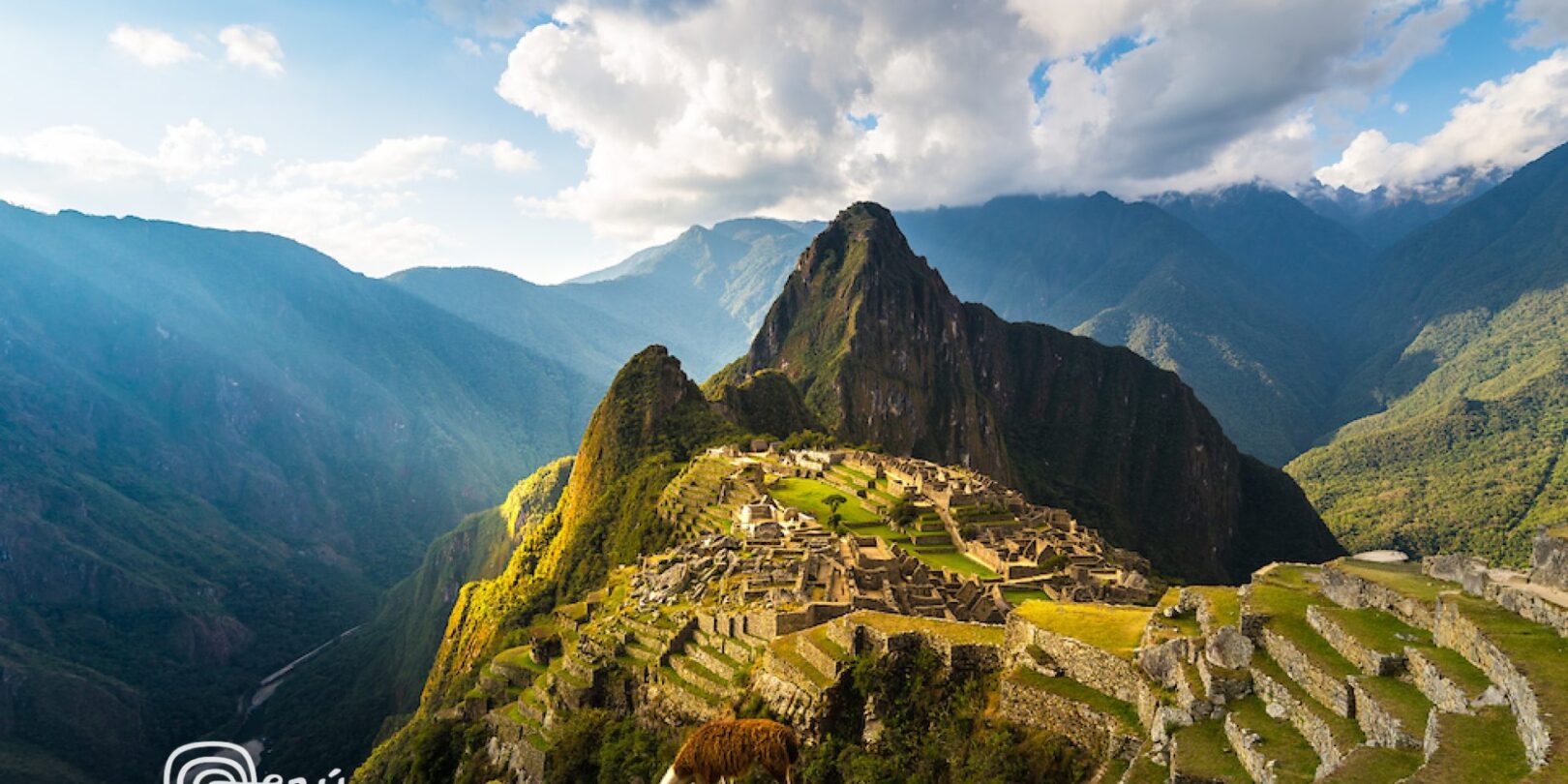 A llama grazing in front of Machu Picchu