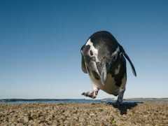 pingu pingu