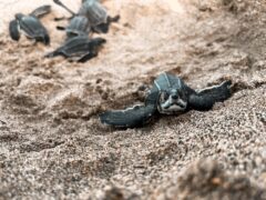 Leatherback Turtles