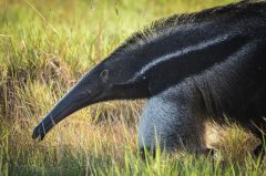 WILDERNESS © Giant Anteater