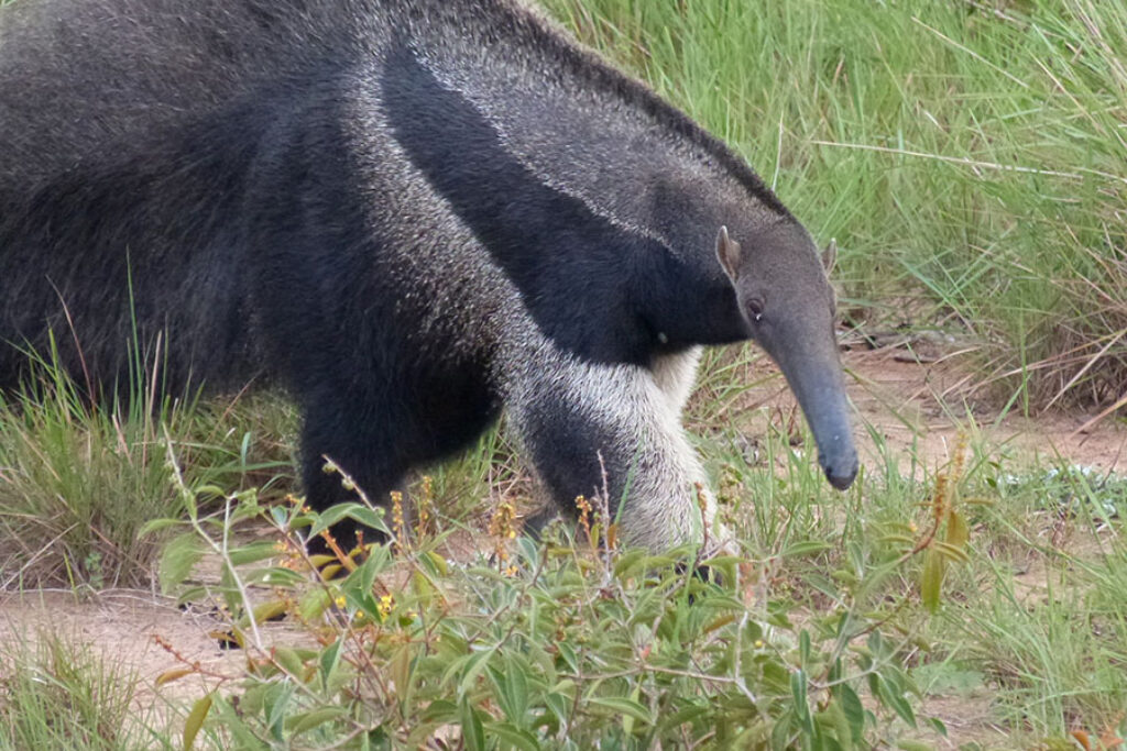 Giant Anteater
