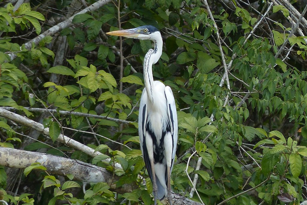 Guyana Heron