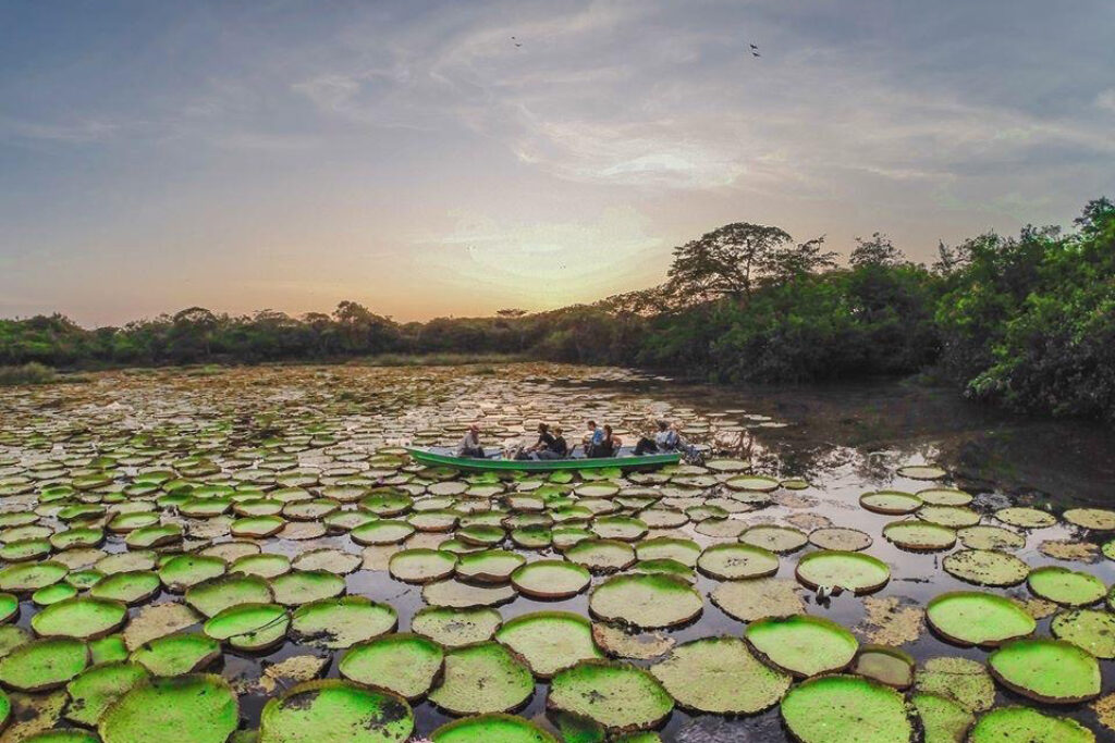 Waterlilly Guyana