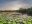 Waterlilly Guyana