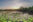 WILDERNESS © Waterlilly Guyana