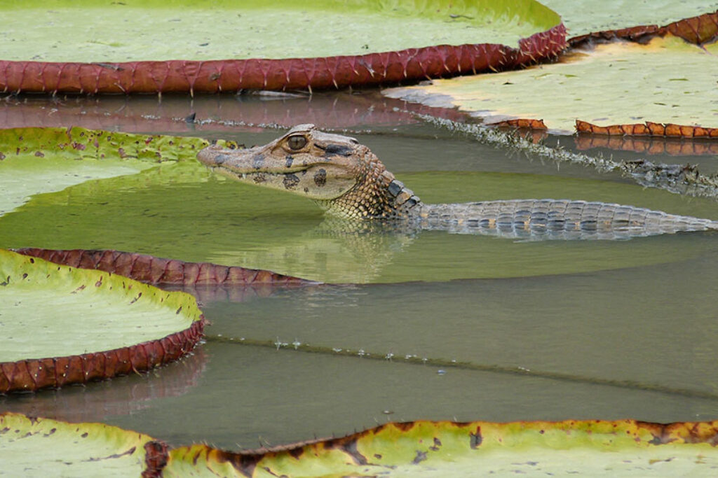 Black Caiman