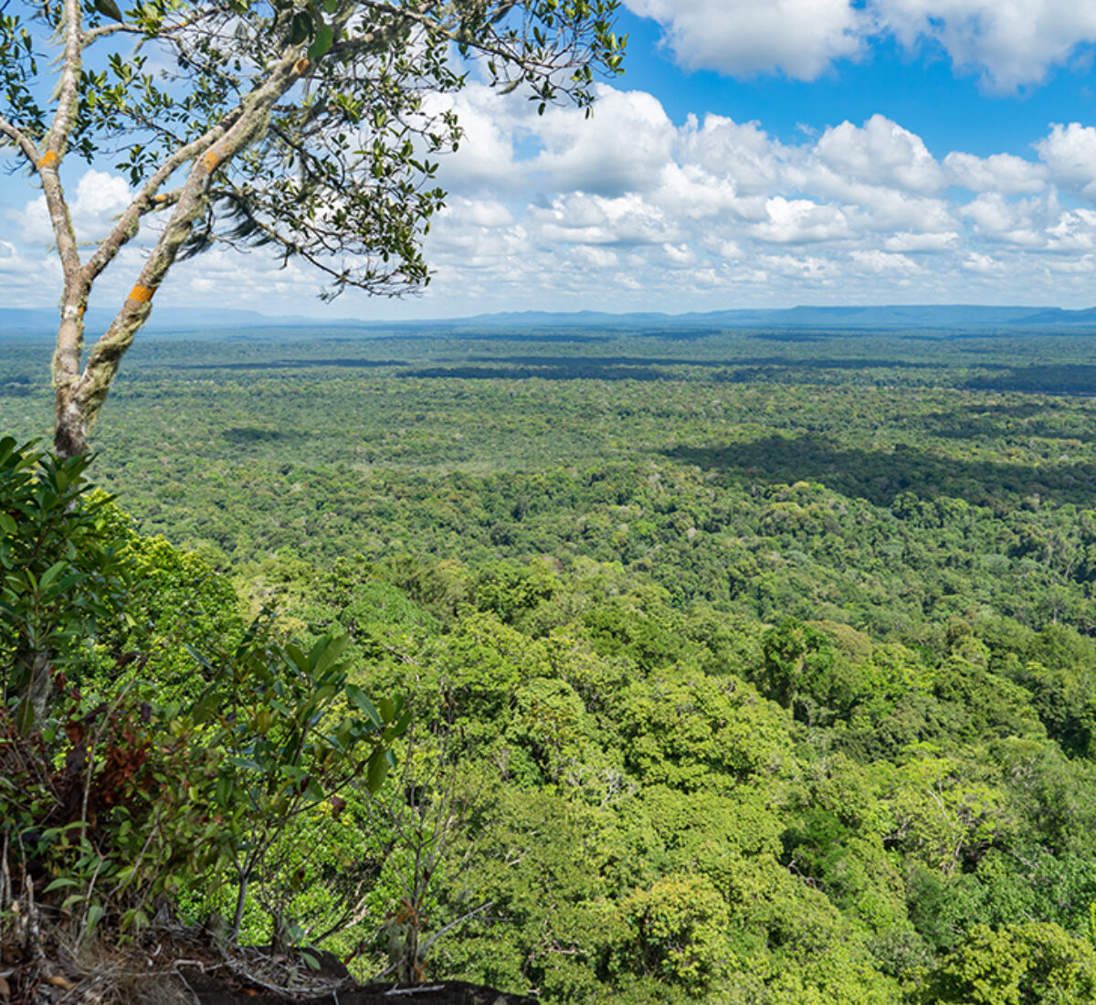 View of Guyana's interior