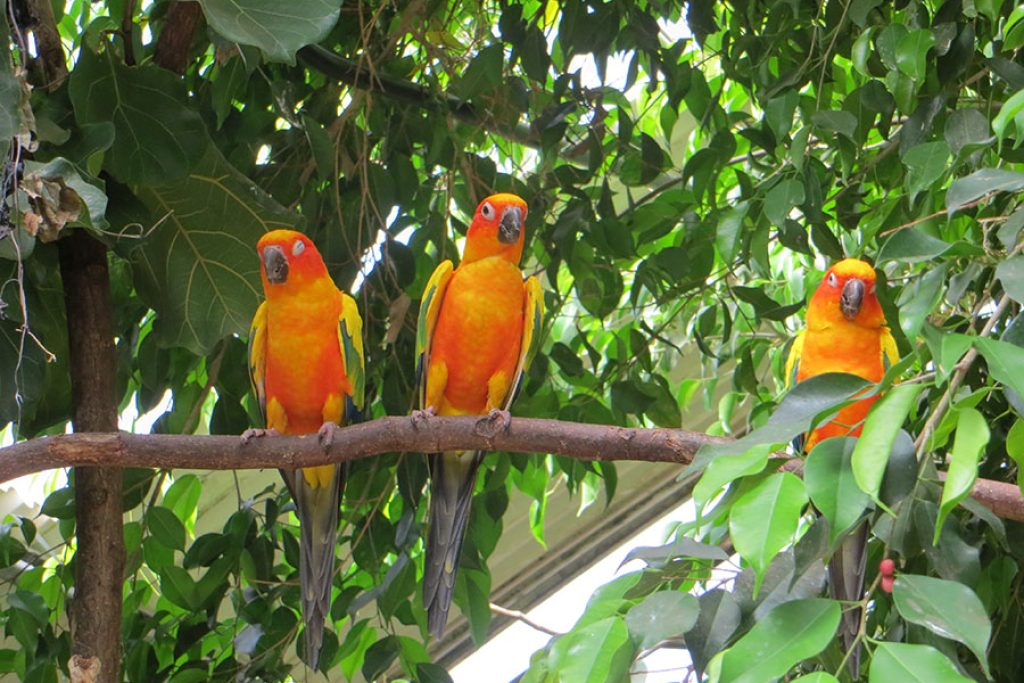 Sun Parakeet