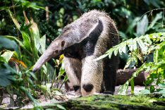 Giant Anteater