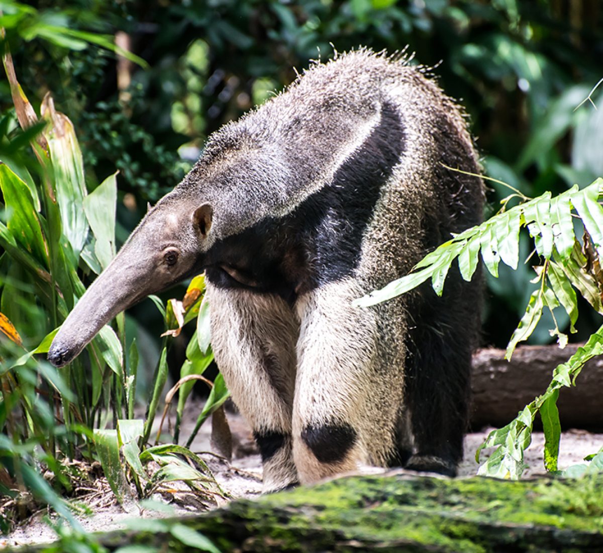Giant Anteater