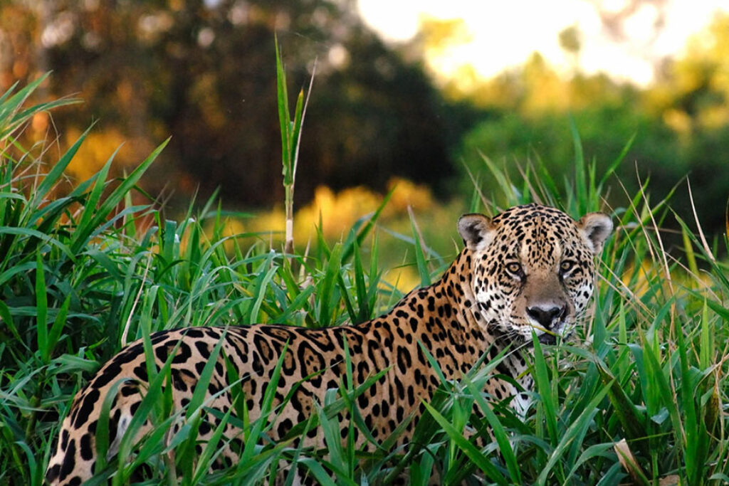 jaguar