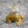 GAL_LandIguana_JMS_staff