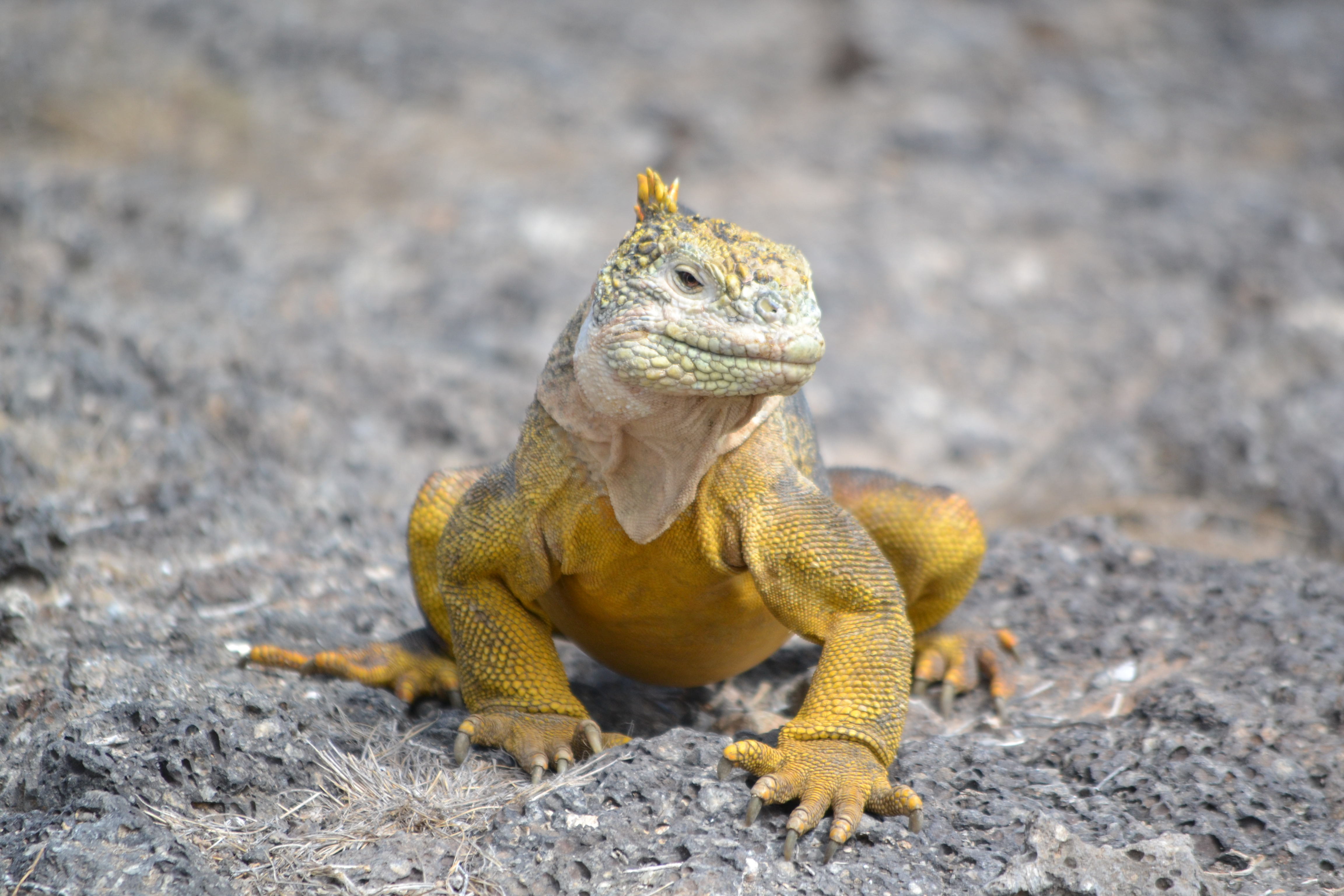 GAL_LandIguana_JMS_staff