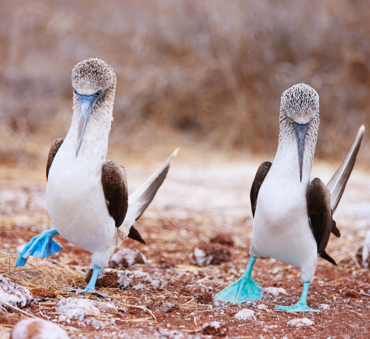 Blue footed booby, Galapagos