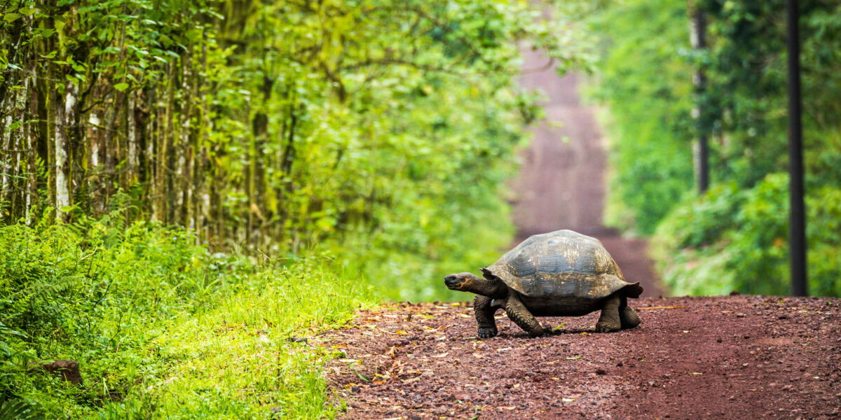 Galapagos tortoise crossing a dirt road
