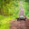 Galapagos tortoise crossing a dirt road