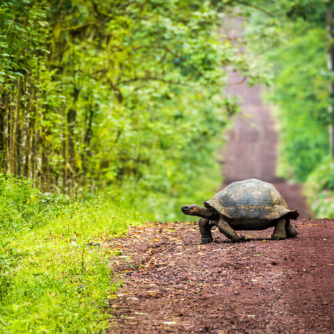 Galapagos tortoise crossing a dirt road