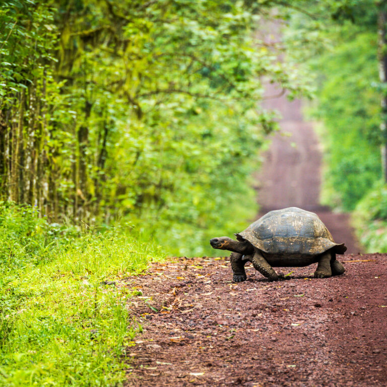 Galapagos tortoise crossing a dirt road