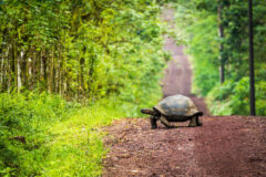 Galapagos tortoise crossing a dirt road