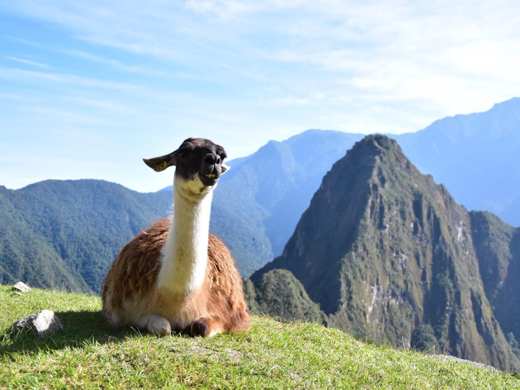 Llama sitting on the Inca Trail