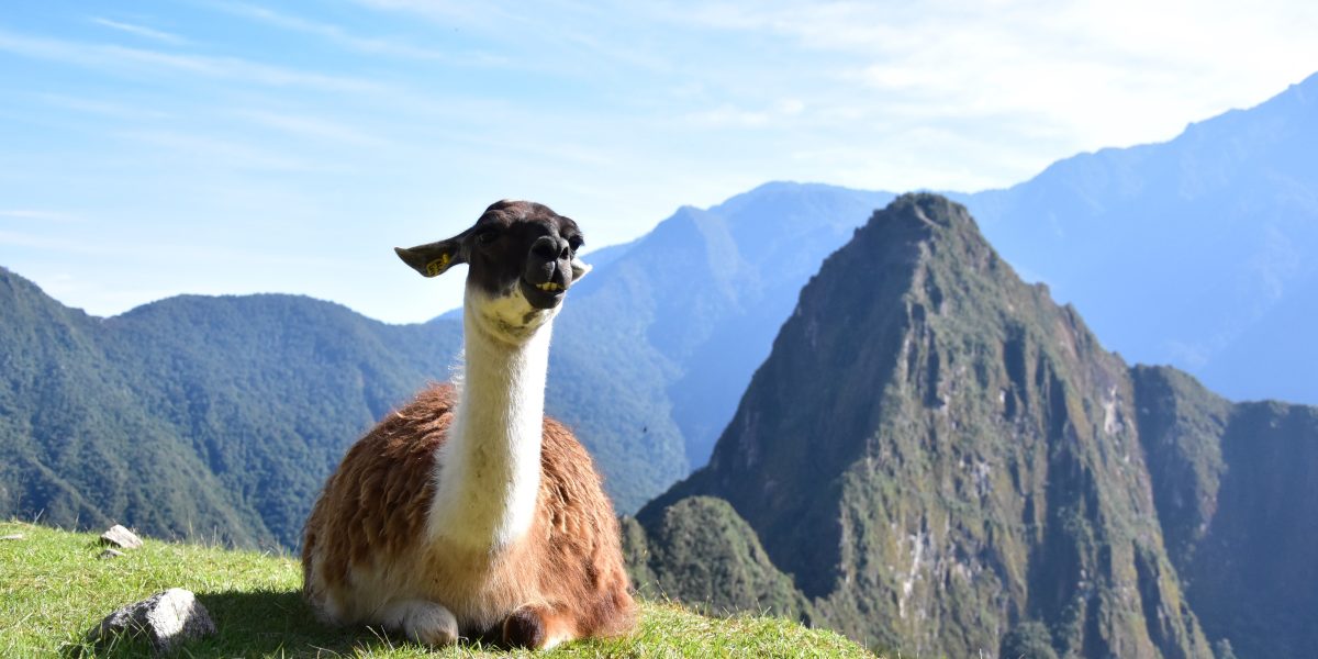 Llama sitting on the Inca Trail