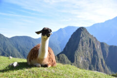 Llama sitting on the Inca Trail