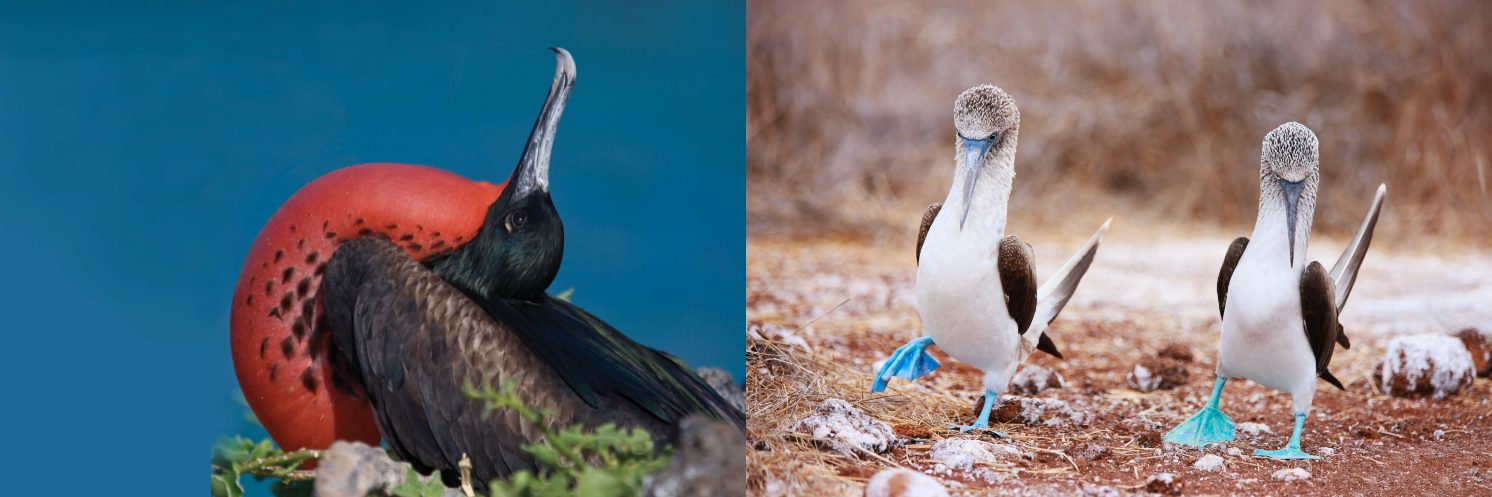 Two images of the Galapagos Islands' birds, a frigatebird and a pair of blue-footed boobies dancing