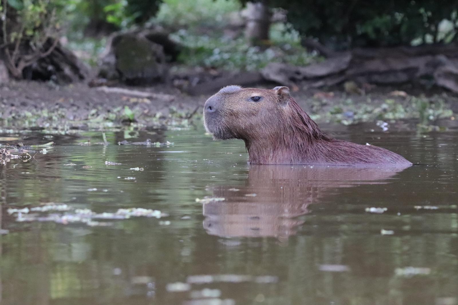 Capybara in the water in Los Llanos
