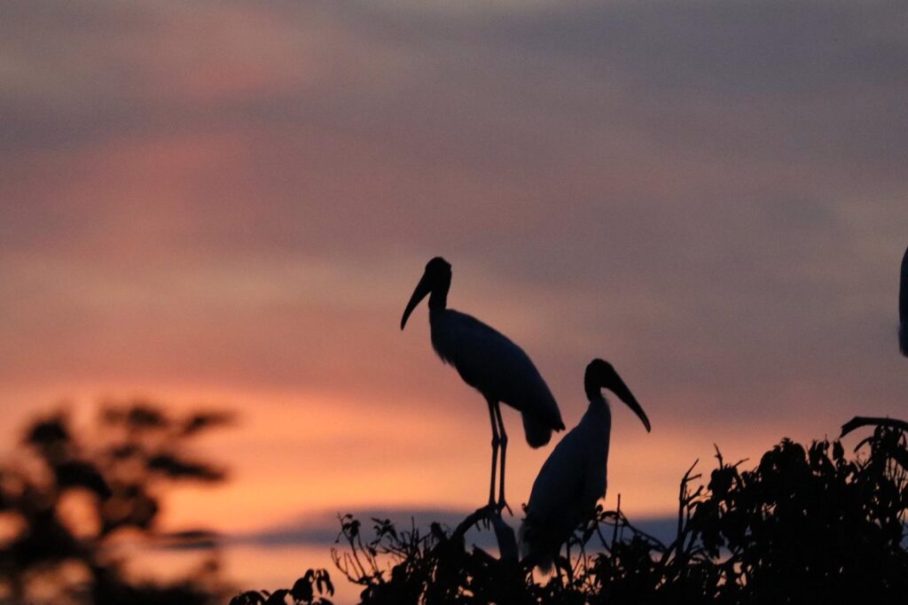 A pair of jabiru storks with the sun setting in the background