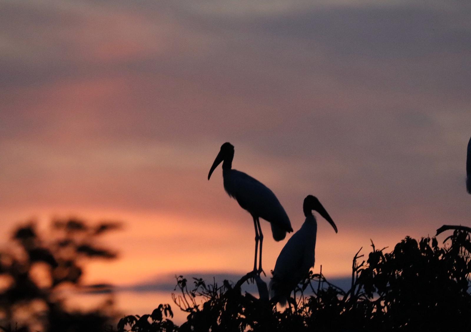 A pair of jabiru storks with the sun setting in the background
