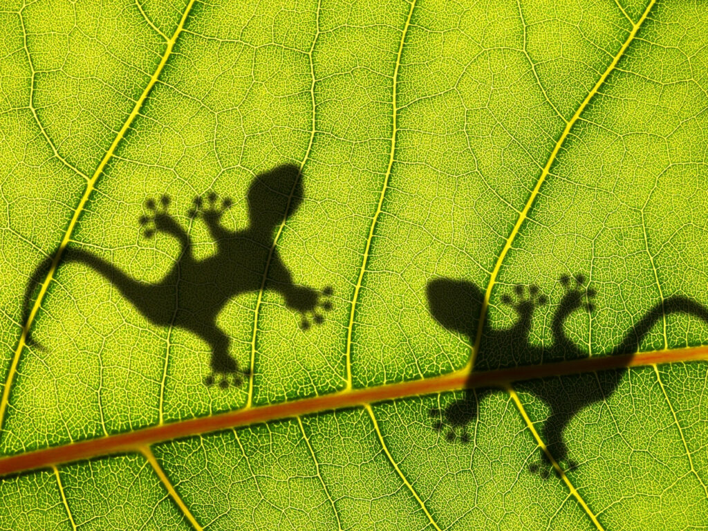 Shadows of lizards on a large leaf