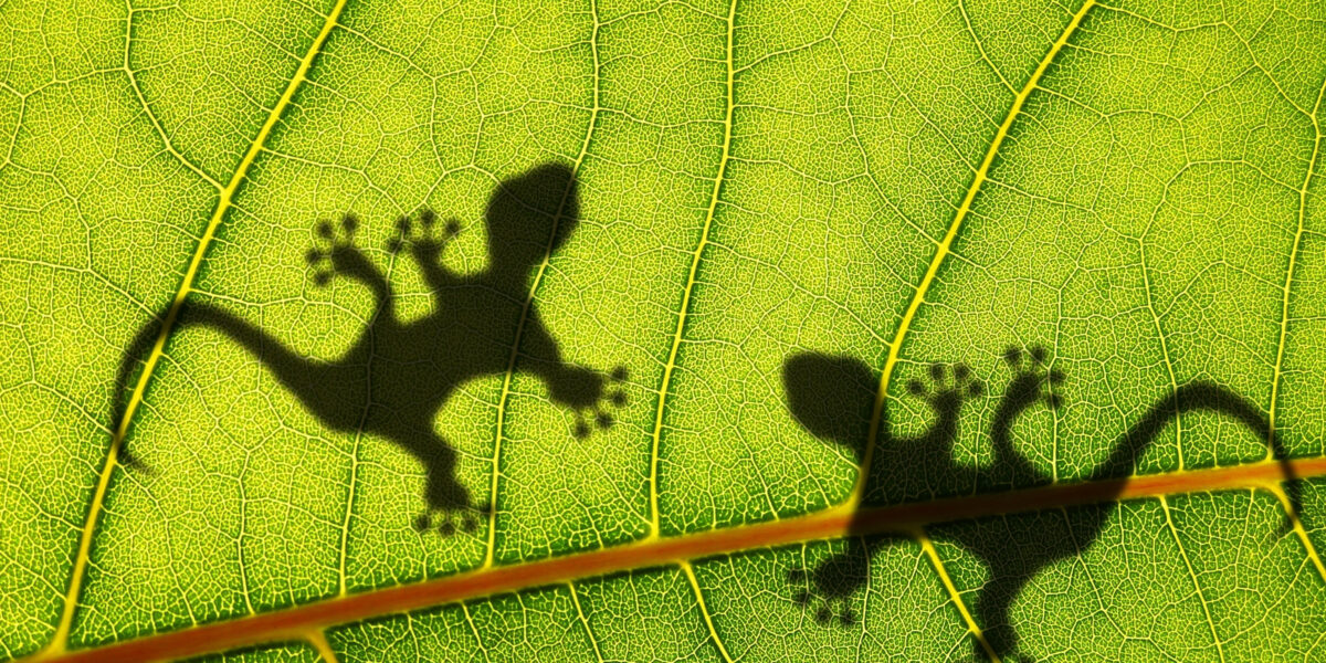 Shadows of lizards on a large leaf