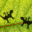 Shadows of lizards on a large leaf