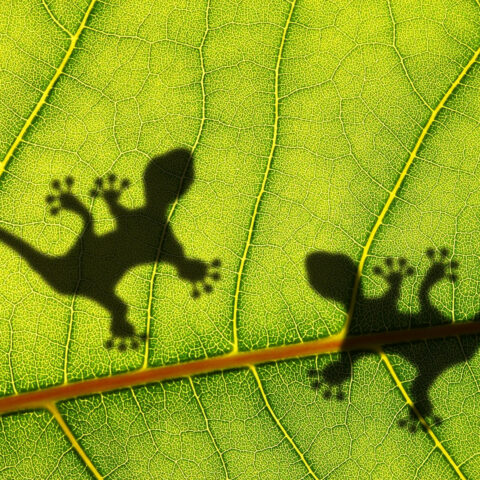 Shadows of lizards on a large leaf