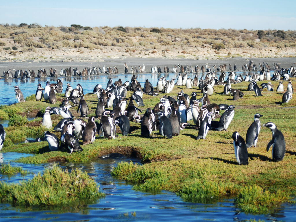 A large group of Magellanic penguins gathered beside the water in Argentina.