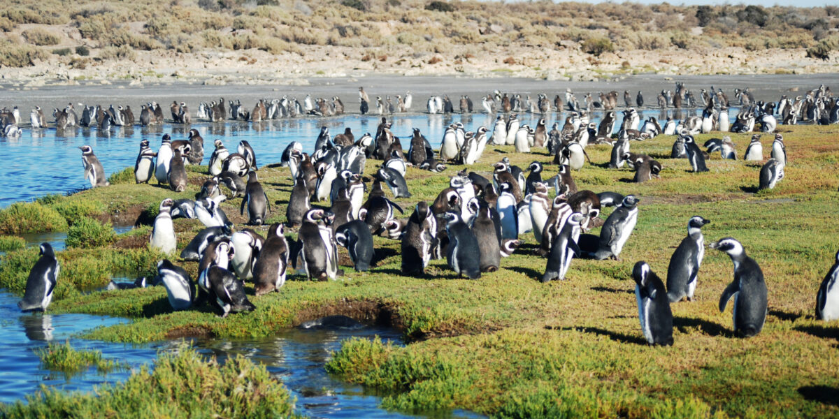 A large group of Magellanic penguins gathered beside the water in Argentina.