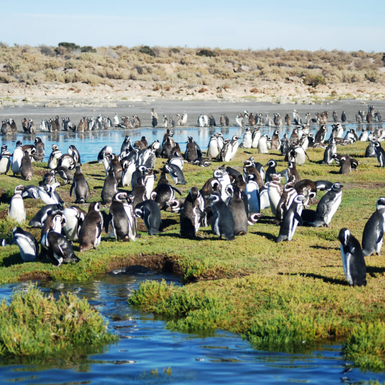 A large group of Magellanic penguins gathered beside the water in Argentina.