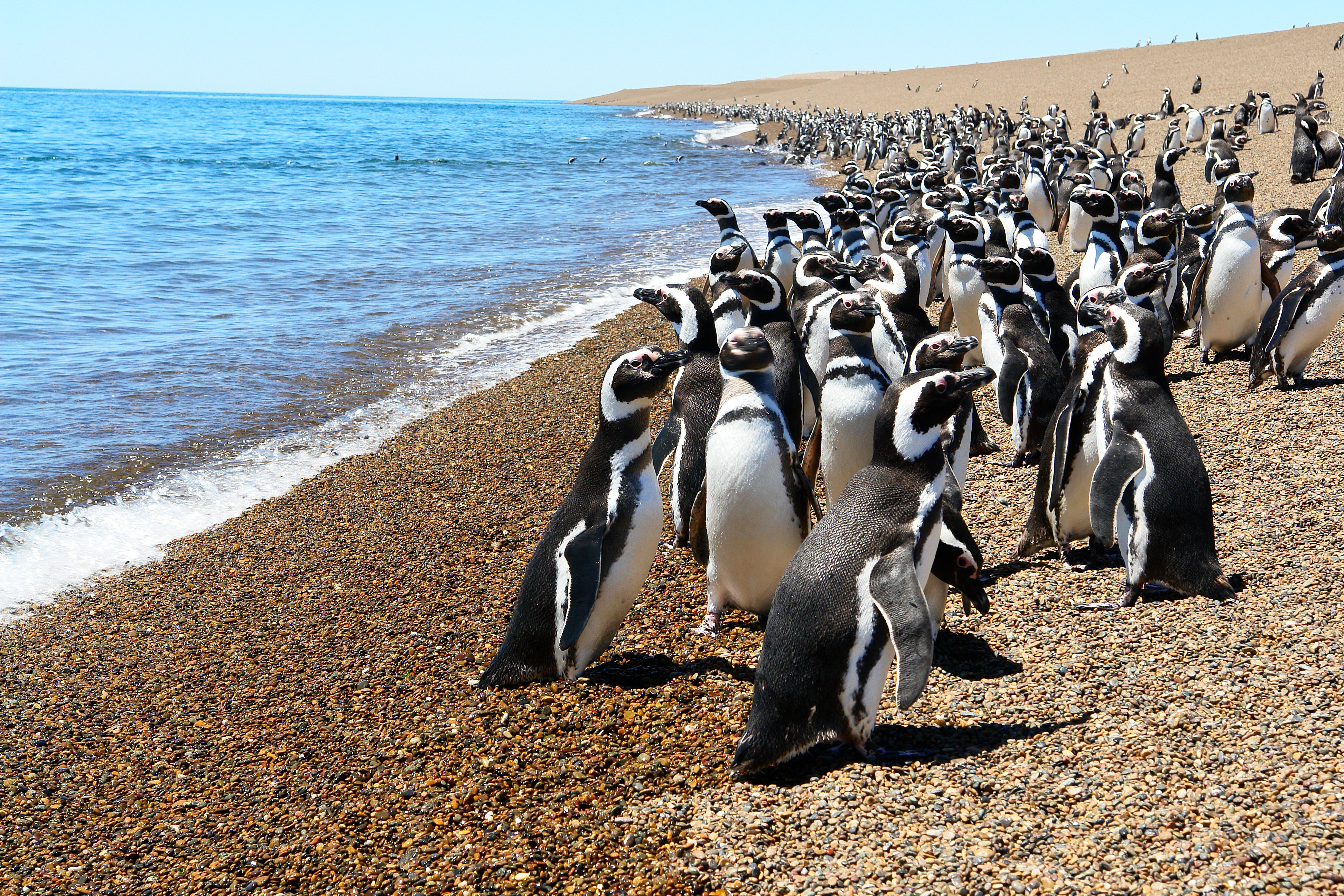 Penguins in Valdes Peninsula and Puerto Madryn