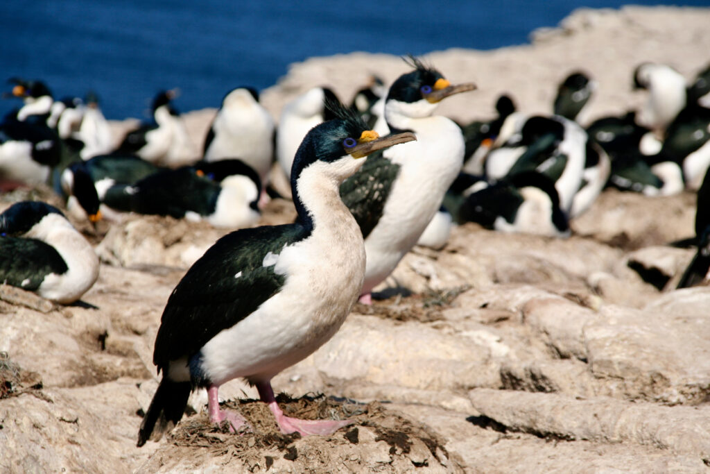 FAL_Sea Lion Island_King Cormorants_BL
